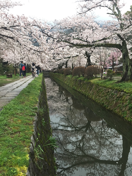 関雪桜20150401aS.jpg