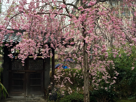 関雪桜20150401cS.jpg