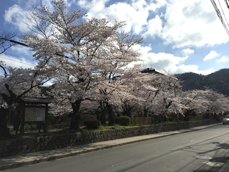 関雪桜20150402aS.jpg