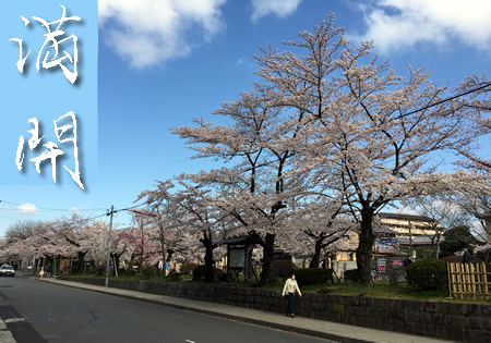 関雪桜20150402bS.jpg