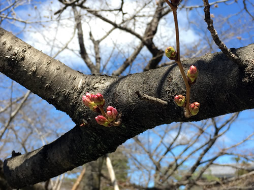 関雪桜20160321aS.jpg