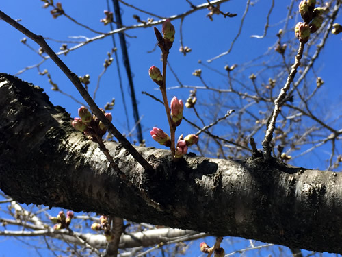 関雪桜20160321bS.jpg