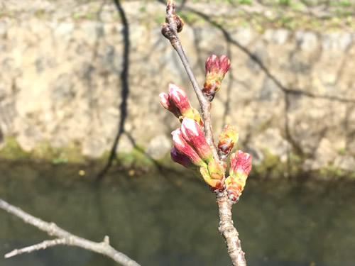 関雪桜20160321cS.jpg