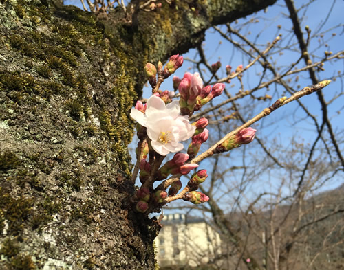 関雪桜20160323aS.jpg