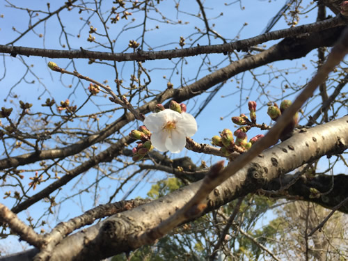 関雪桜20160323bS.jpg