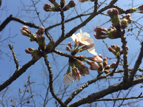 関雪桜20160323cS.jpg