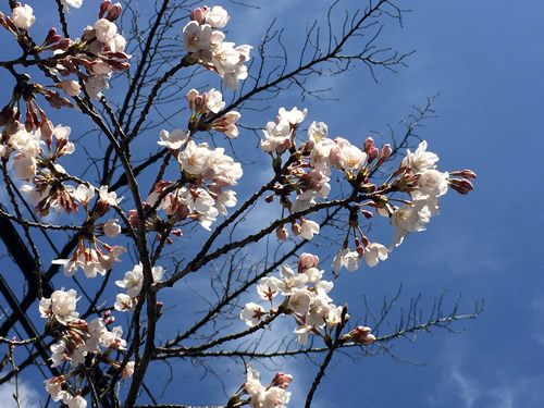 関雪桜20160327aS.jpg