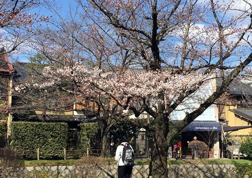 関雪桜20160327bS.jpg