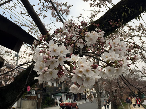 関雪桜20160330aS.jpg