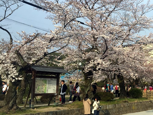 関雪桜20160331aS.jpg