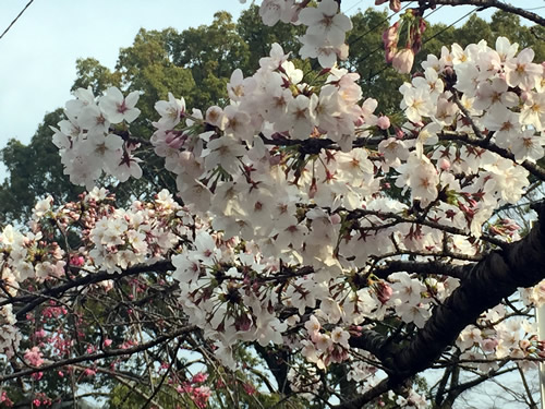 関雪桜20160331bS.jpg