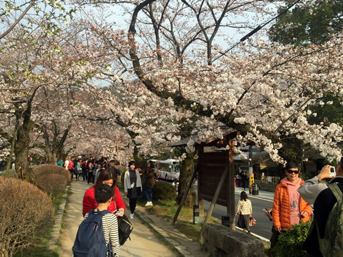 関雪桜20160331cS.jpg