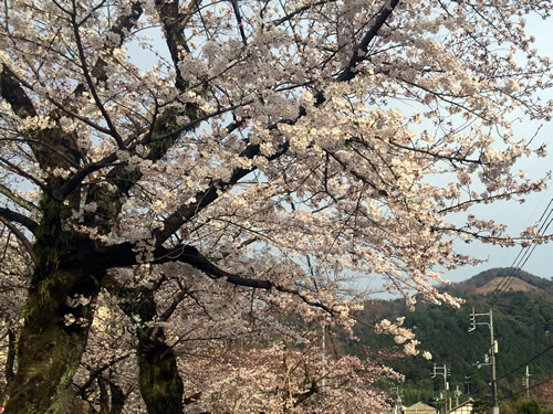 関雪桜20160331dS.jpg