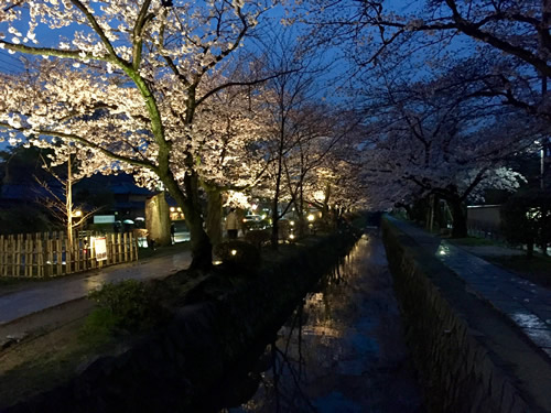 関雪桜20160401aS.jpg