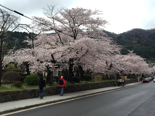 関雪桜20160404aS.jpg