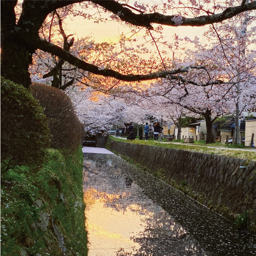 哲学の道 関雪桜2023 ③満開〜｜Blog｜白沙村荘 橋本関雪記念館