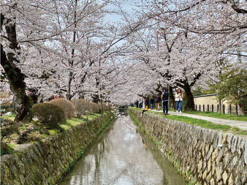 哲学の道 関雪桜2023 ② 8分咲｜Blog｜白沙村荘 橋本関雪記念館