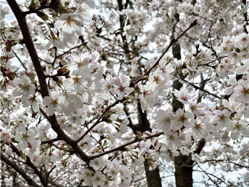 哲学の道 関雪桜2023 ② 8分咲｜Blog｜白沙村荘 橋本関雪記念館